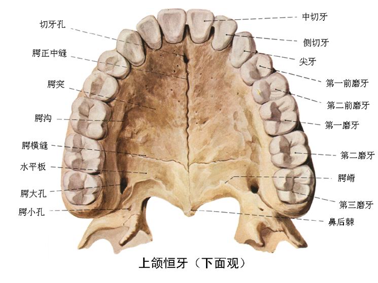 高清口腔口腔解剖图 一定要珍藏