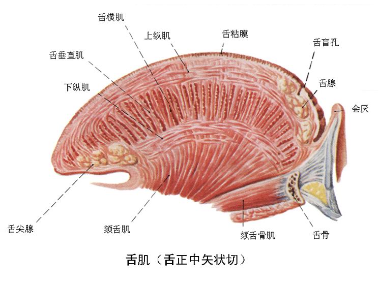 高清口腔口腔解剖图 一定要珍藏